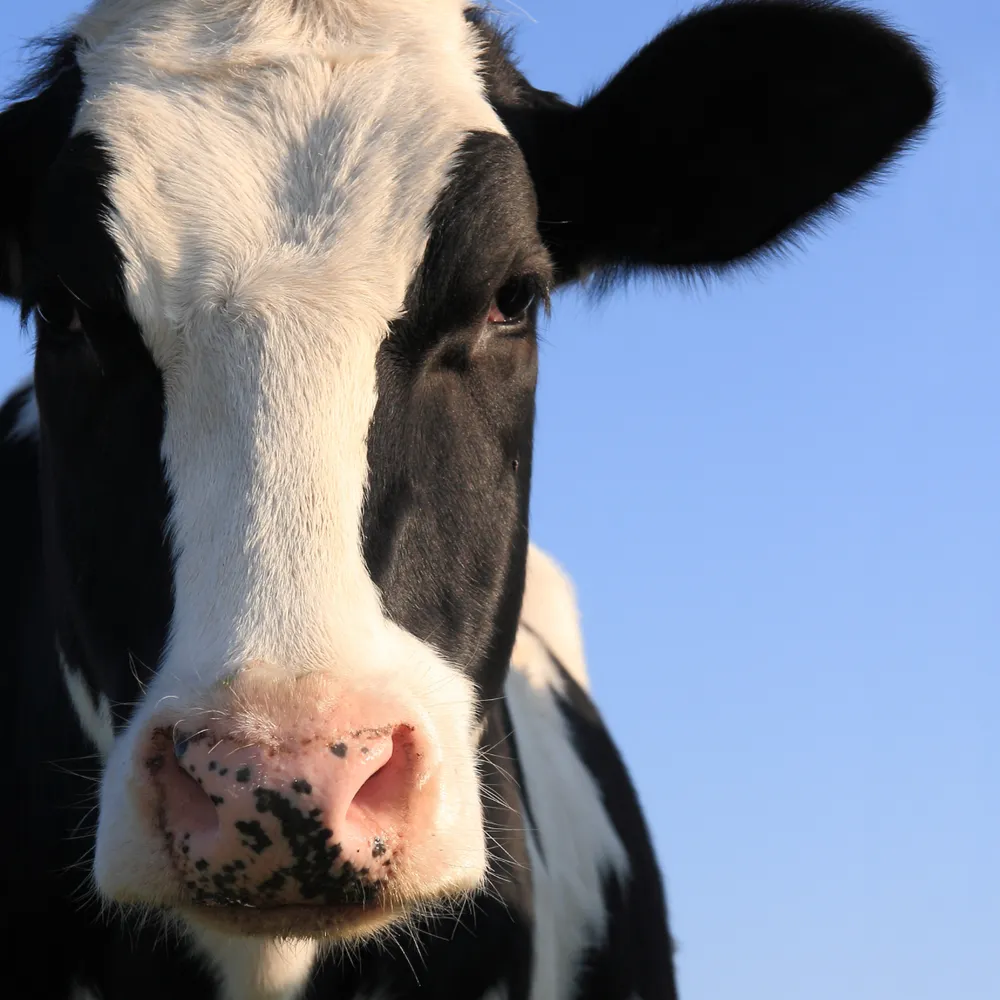 Dairy cow in a field against a clear blue sky