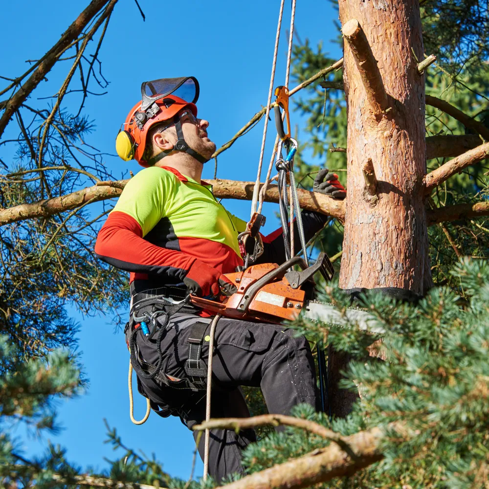 Arborist in a climbing harness and chainsaw trousers working at height in a tree
