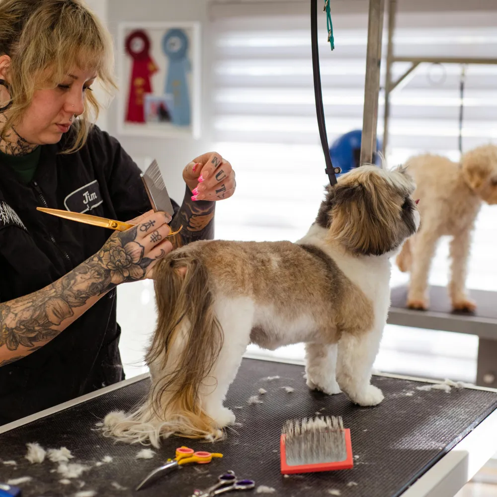 Dog groomer trimming a small dog on a grooming table