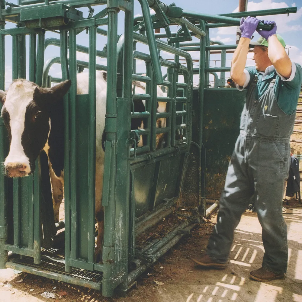 Farm worker in bib-and-brace overalls and gloves working a cattle crush