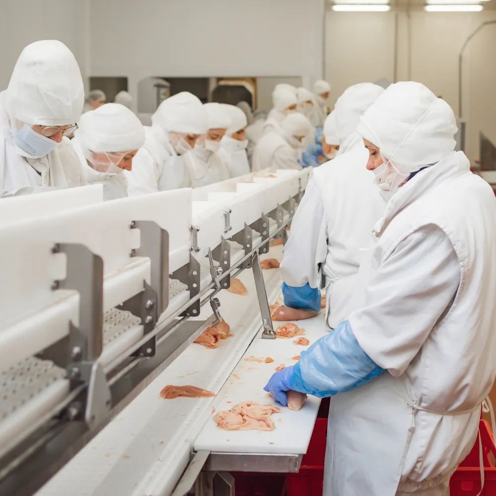 Food factory operatives in white overalls, hairnets and gloves on a processing line