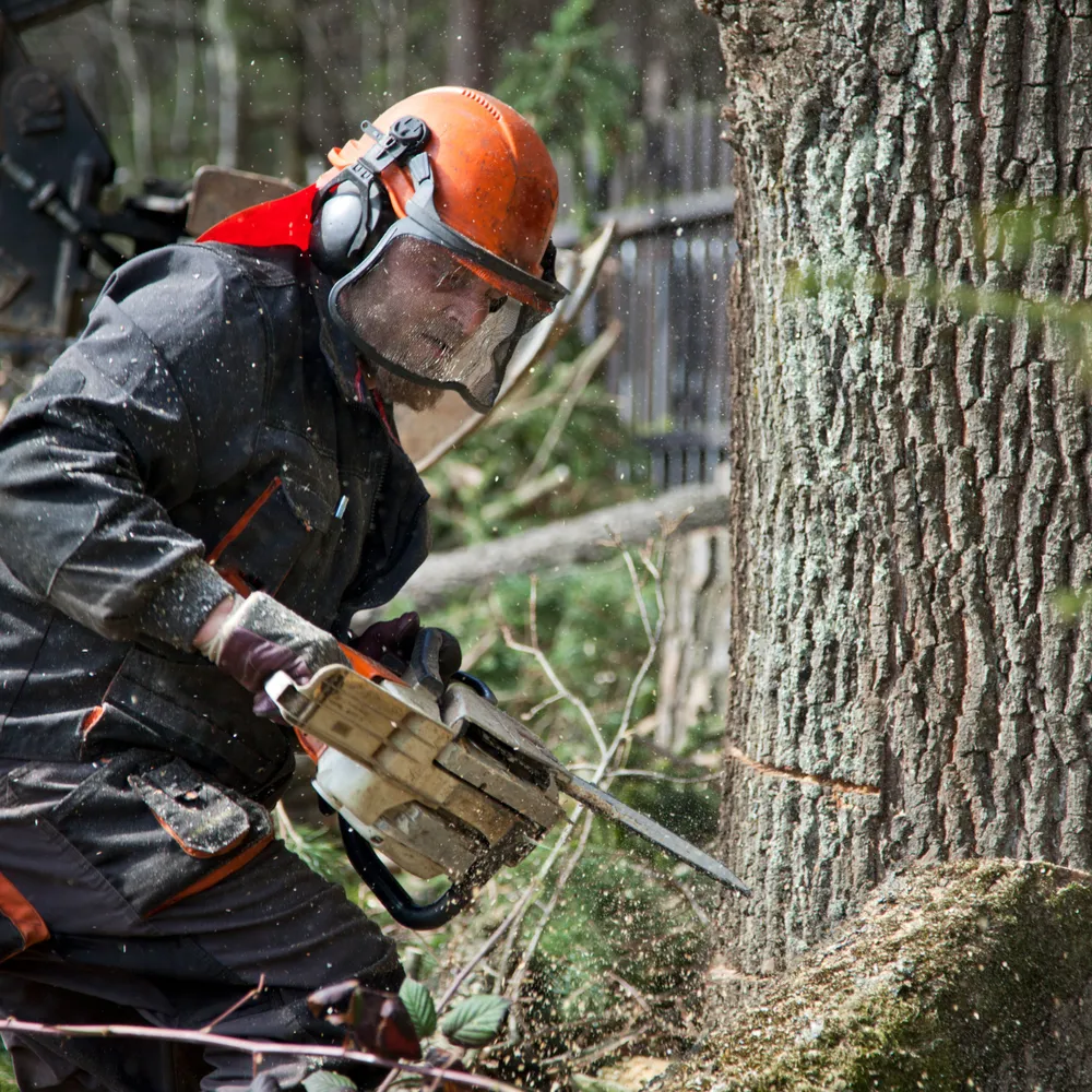 Chainsaw operator in a forestry helmet with visor and ear defenders felling a tree