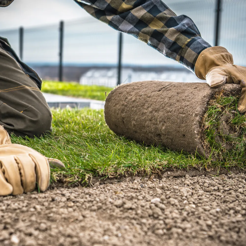 Landscaper in leather gloves unrolling fresh turf onto prepared ground