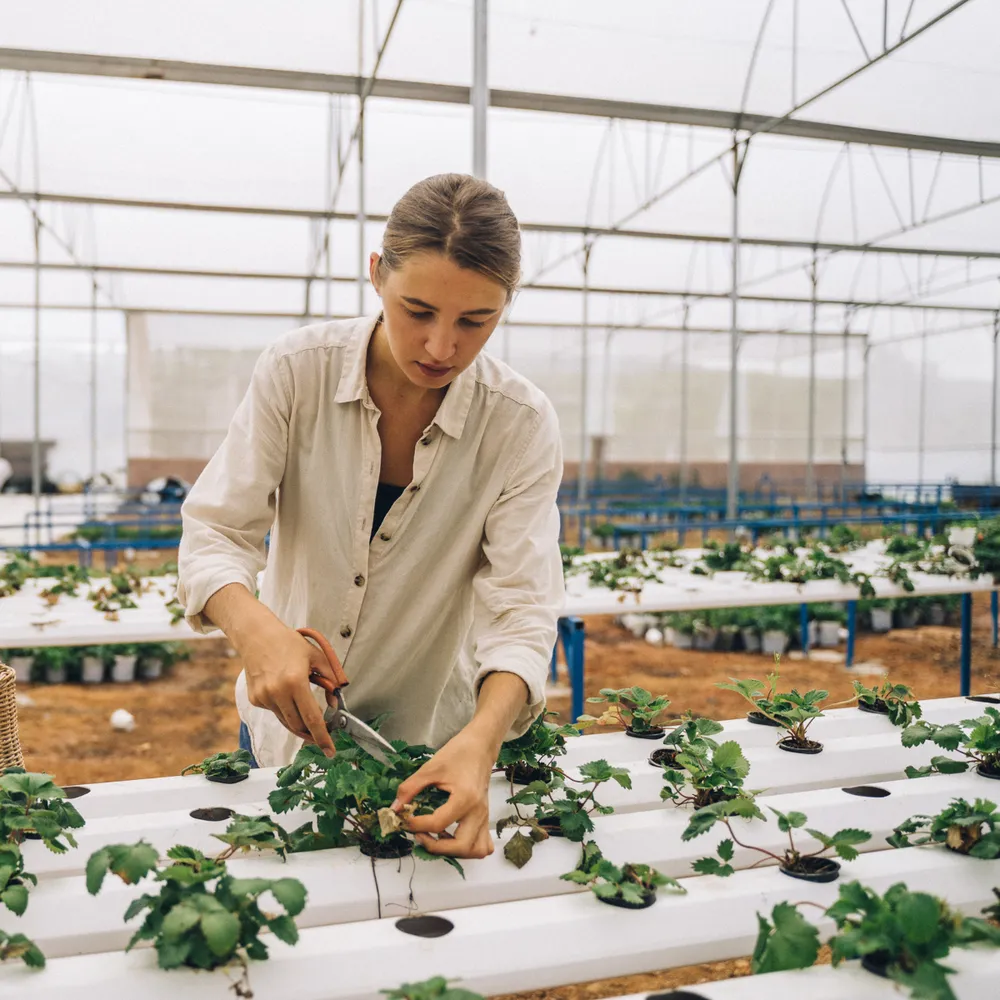 Grower tending plants in a commercial glasshouse