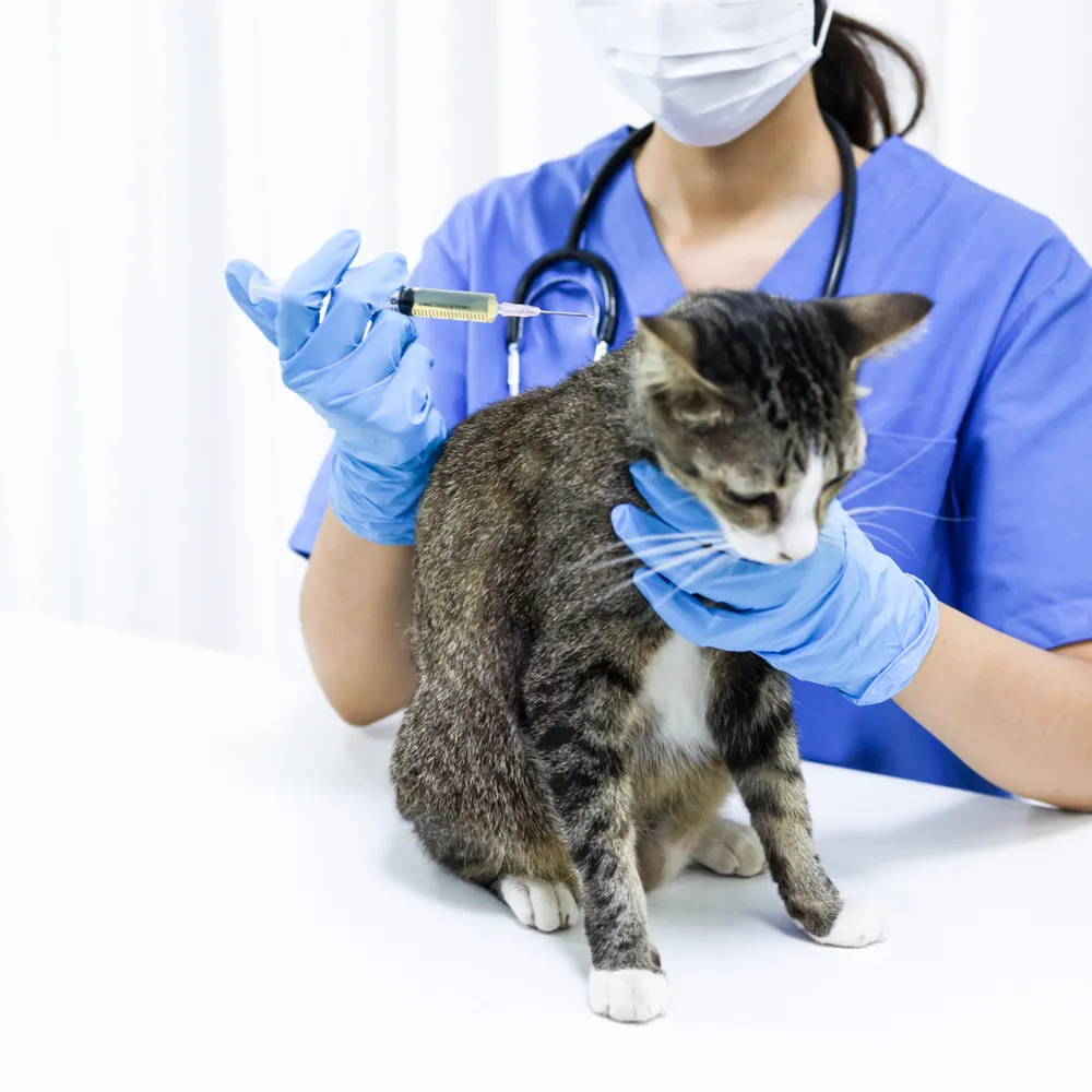 Veterinary nurse in scrubs and gloves giving a cat an injection